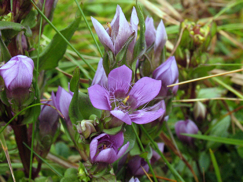 Gentianella engadinensis / Genzianella dell''Engadina